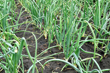 plantation of ripening green onion in the vegetable garden