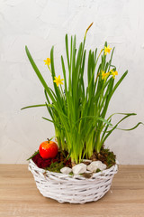 Spring, easter flowers in a white basket. Narcissus, hyacinths. White background.