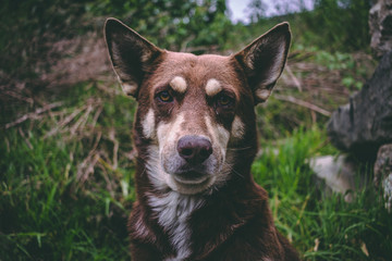A stray dog in Bolivia