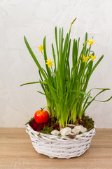 Spring, easter flowers in a white basket. Narcissus, hyacinths. White background.