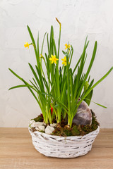 Spring, easter flowers in a white basket. Narcissus, hyacinths. White background.