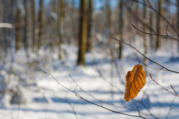 An autumnal, yellow leaf in the forest.
