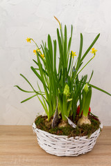 Spring, easter flowers in a white basket. Narcissus, hyacinths. White background.