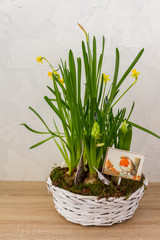 Spring, easter flowers in a white basket. Narcissus, hyacinths. White background.