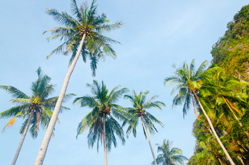 Fototapeta na wymiar palme isola spiaggia estate vacanza
