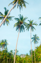 Fototapeta na wymiar isola tropicale palma