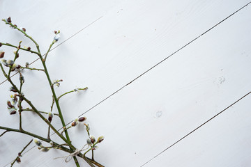 White wooden background for your text and design, top view, flat lay, with willow branch. Space for your signature, copy past - romantic and spring mood.