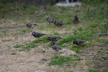 White-cheeked starlings.