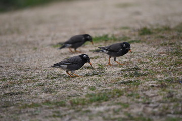 Fototapeta premium White-cheeked starlings.
