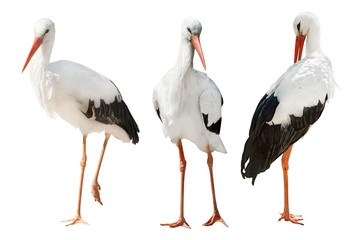 three storks isolated on white