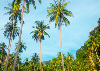Fototapeta na wymiar palme tailandia