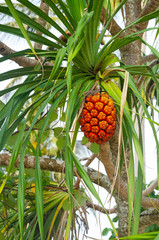 ananas tailandia palma