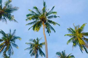 Obraz na płótnie Canvas palme cielo azzurro