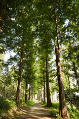 Path in the forest 