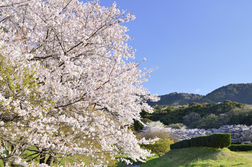 満開の桜の風景