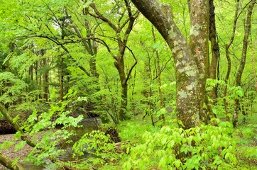 新緑の森