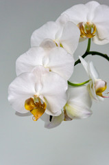 Fototapeta na wymiar Luxurious branch of white orchid flower Phalaenopsis, known as the Moth Orchid or Phal on light gray background. Selective focus on foreground. Magical idea for any design.
