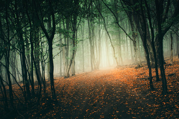 colorful forest path landscape