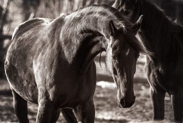 A beautiful black horse walks in the spring sunshine