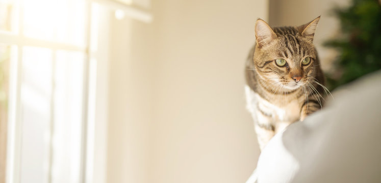 Beautiful short hair cat lying on the sofa at home