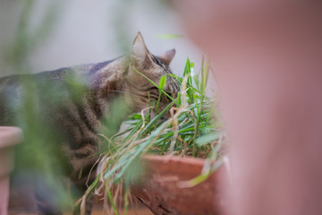 Beautiful short hair cat playing with plants at the garden on a sunny day at home