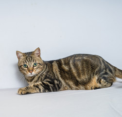 Beautiful short hair cat lying on the bed at home