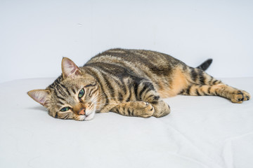 Beautiful short hair cat lying on the bed at home