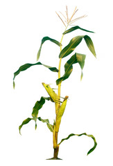 Corn trees isolated on a white background with clipping paths