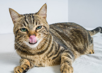 Beautiful short hair cat with tongue out lying on the bed at home
