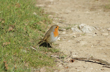 The look of the Robin