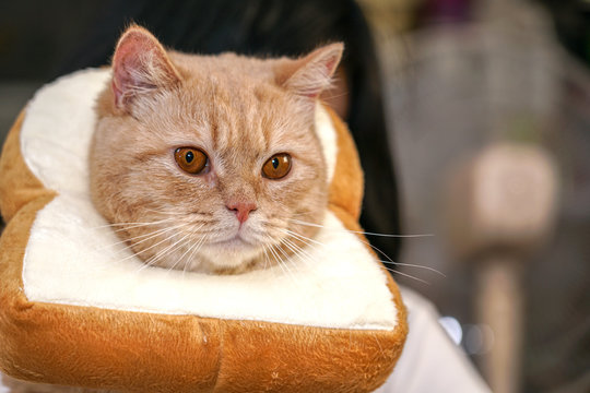 Ginger cat wearing toy bread collar looking for mouse.