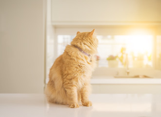 Beautiful ginger long hair cat lying on kitchen table on a sunny day at home