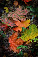 Autumn leaves: bright and beautiful-as a basis for still life.