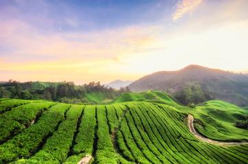 Nature composition, stunning sunrise over the Tea Plantation at Cameron Highlands, Malaysia - obrazy, fototapety, plakaty