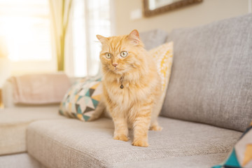 Beautiful ginger long hair cat lying on the sofa on a sunny day at home