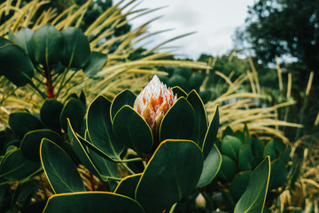 Beautiful flower at botanical garden
