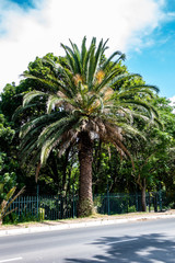 A Palm tree next to the street