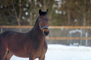 portrait of domestic piebald horse walking in the snow paddock in winter