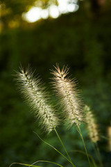 Fototapeta premium closeup of grass