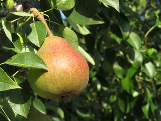 Ripe pear hanging on a tree branch in sunny day. Pear tree in the summer orchard