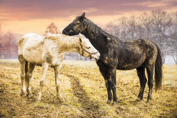 two horses on a pasture with sunset nature