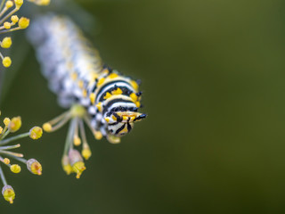 Caterpillar in late summer in garden
