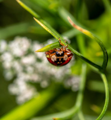 Coccinella magnifica , ladybird beetle.