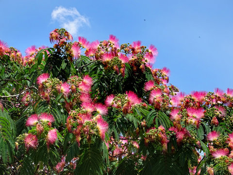 Flowers of Persian silk tree or pink silk tree (Albizia julibrissin) in bloom