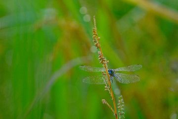 dragonfly on a blade of grass