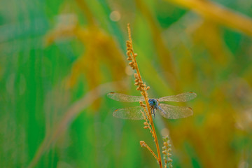 dragonfly on the grass