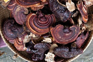 Dried Lingzhi mushroom Before make a drug