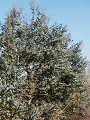 Eucalyptus gundal. Eucalyptus juvénile à feuilles rondes ou Gommier cidre à feuillage bleu argenté en fin d'hiver