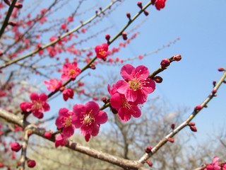 梅