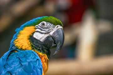 Bright parrot in the foreground